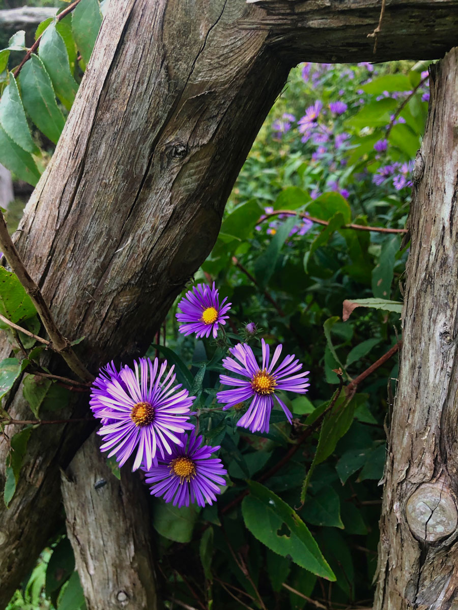 Purple-Flower-by-Fence